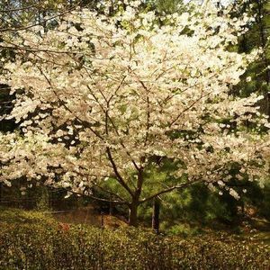 Meet your Posher, Deanna